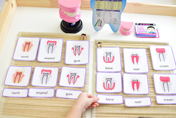 Montessori 3 Part Cards Tooth Cross Section