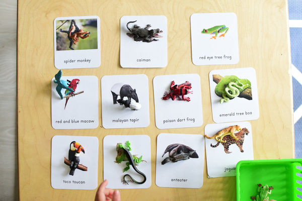 Montessori Rainforest Toob 3 Part Cards [EDITABLE]