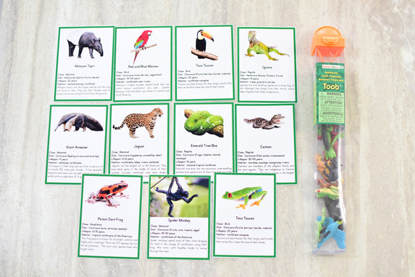 Montessori Rainforest Toob 3 Part Cards [EDITABLE]