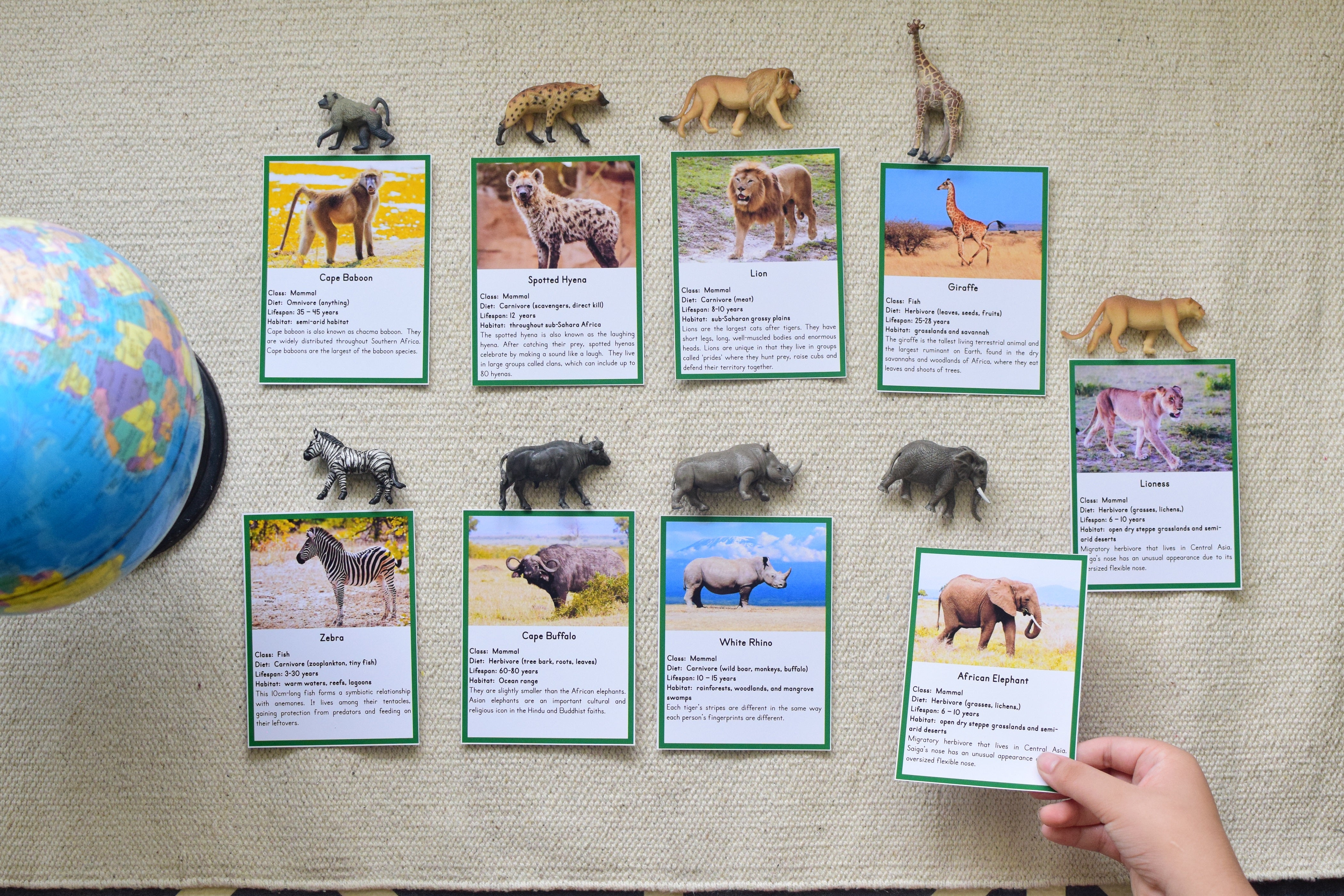 Montessori South Africa Toob 3 Part Cards [EDITABLE]