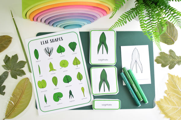 Leaf Shapes Montessori 3 Part Cards