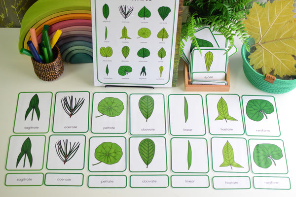 Leaf Shapes Montessori 3 Part Cards