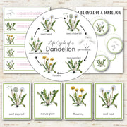 Dandelion Life Cycle Montessori Inspired
