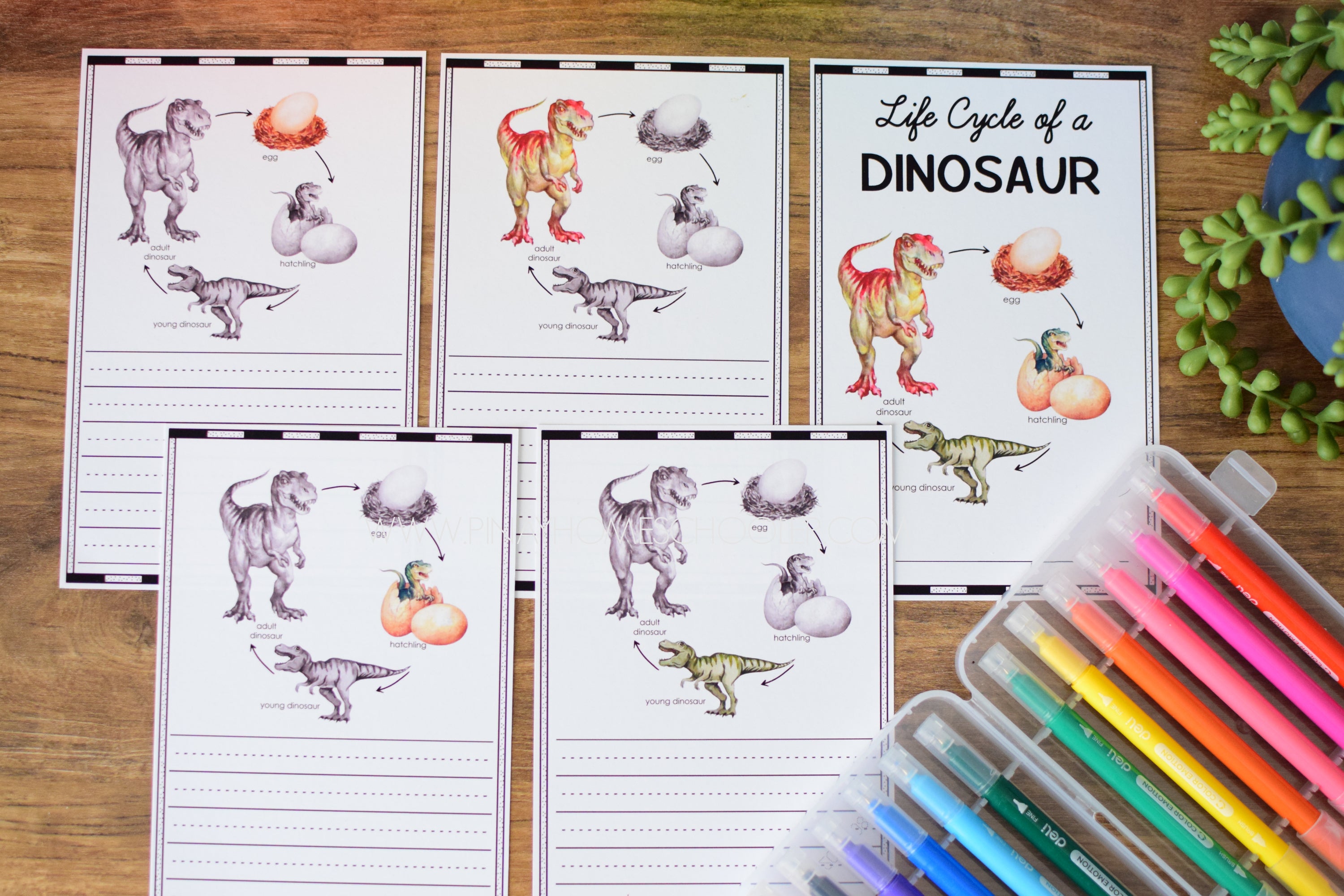 Dinosaur Life Cycle - Montessori and Science Centers