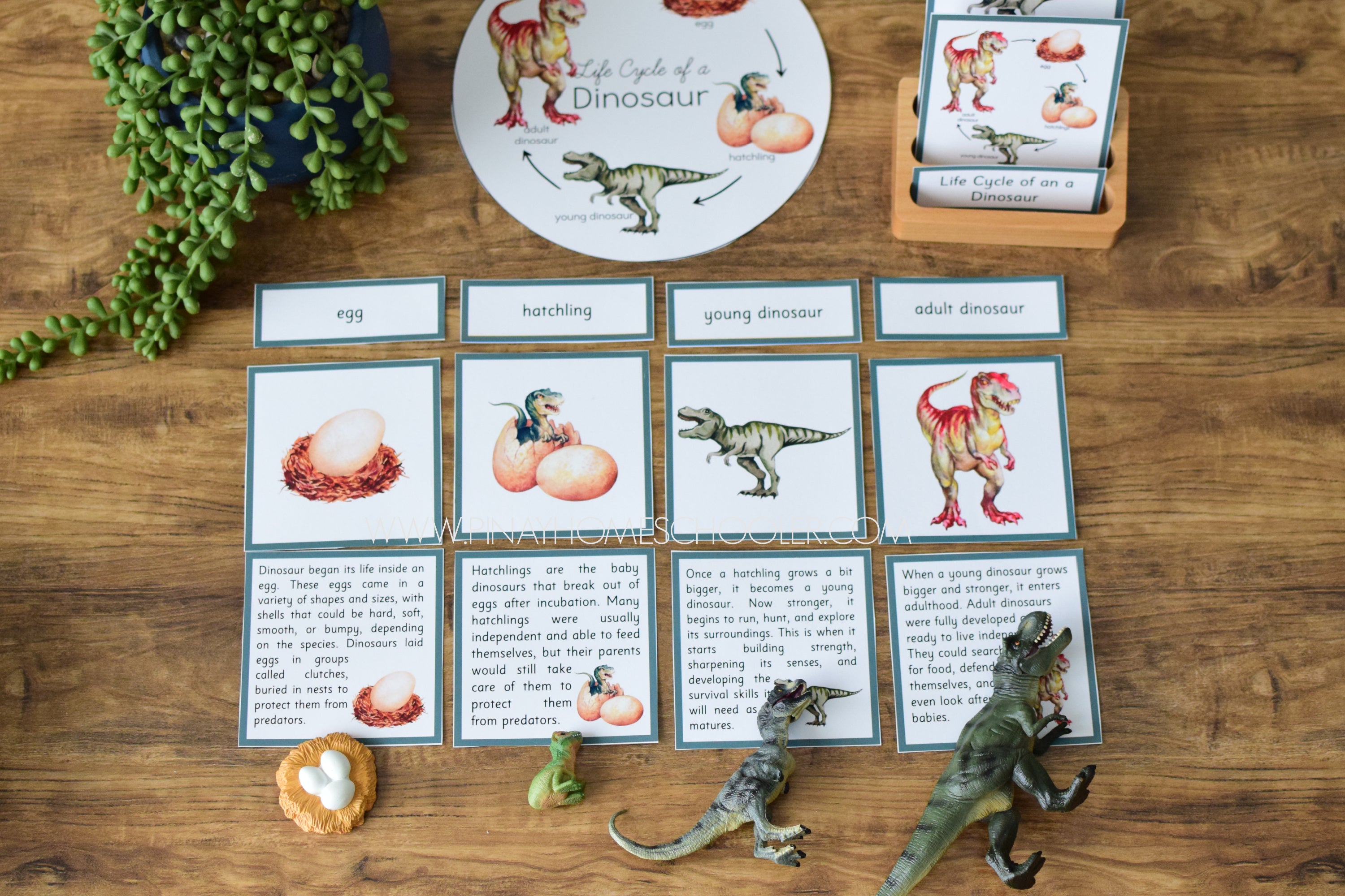 Dinosaur Life Cycle - Montessori and Science Centers