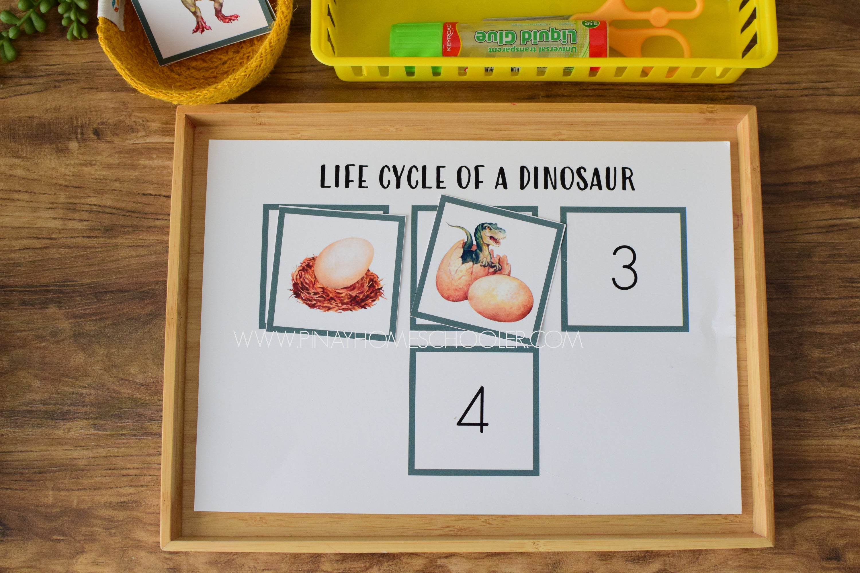 Dinosaur Life Cycle - Montessori and Science Centers