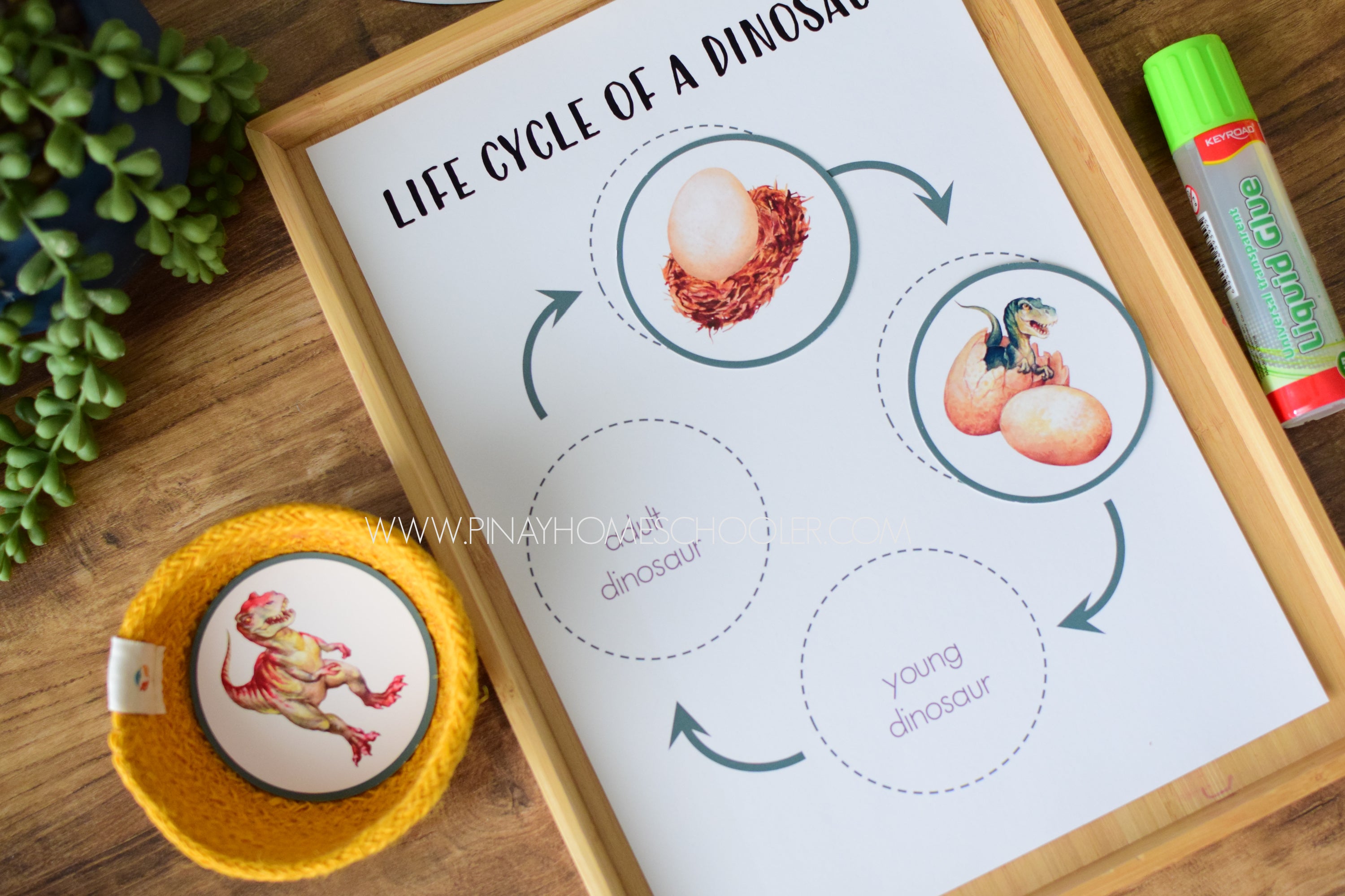 Dinosaur Life Cycle - Montessori and Science Centers
