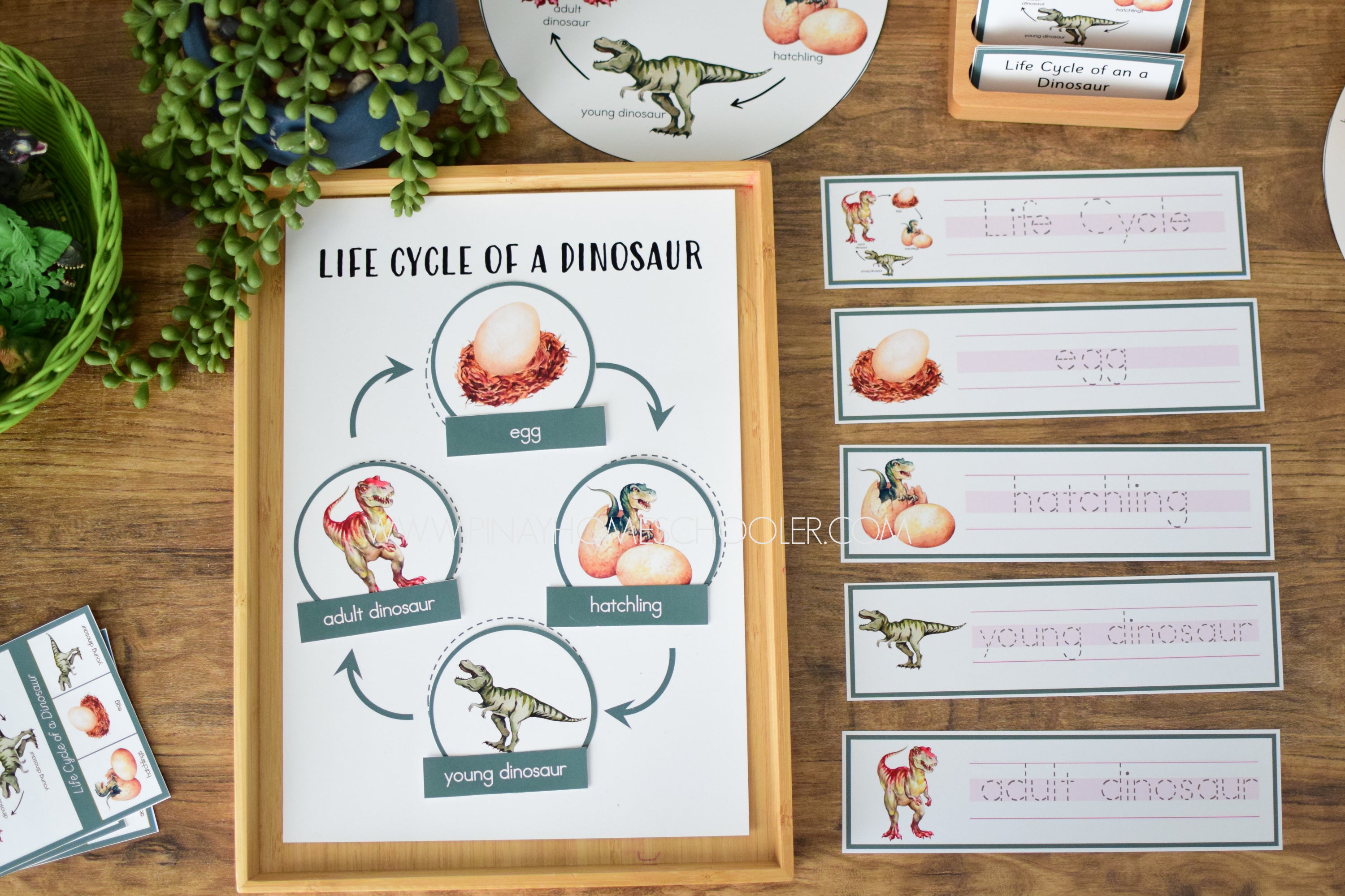 Dinosaur Life Cycle - Montessori and Science Centers