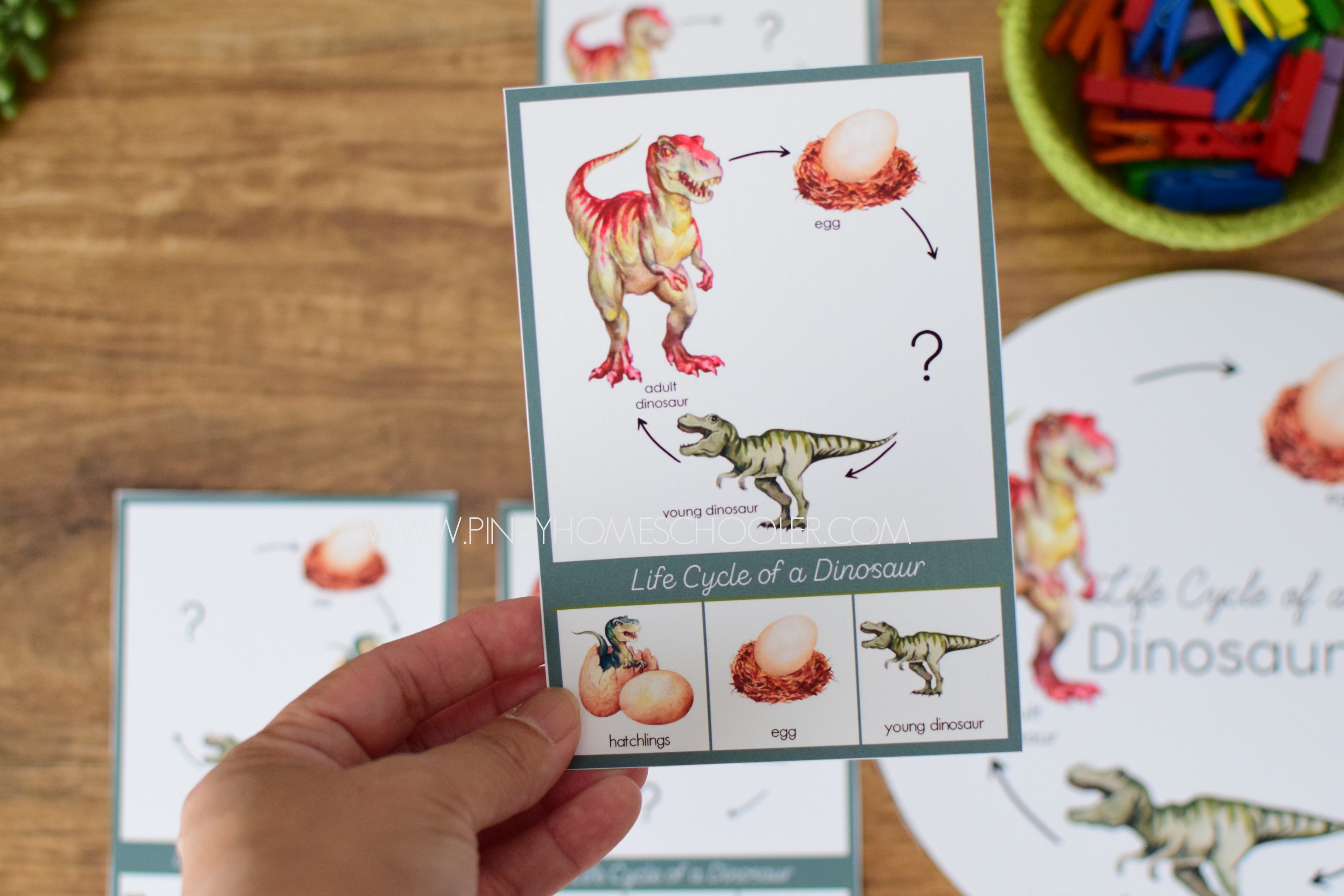 Dinosaur Life Cycle - Montessori and Science Centers