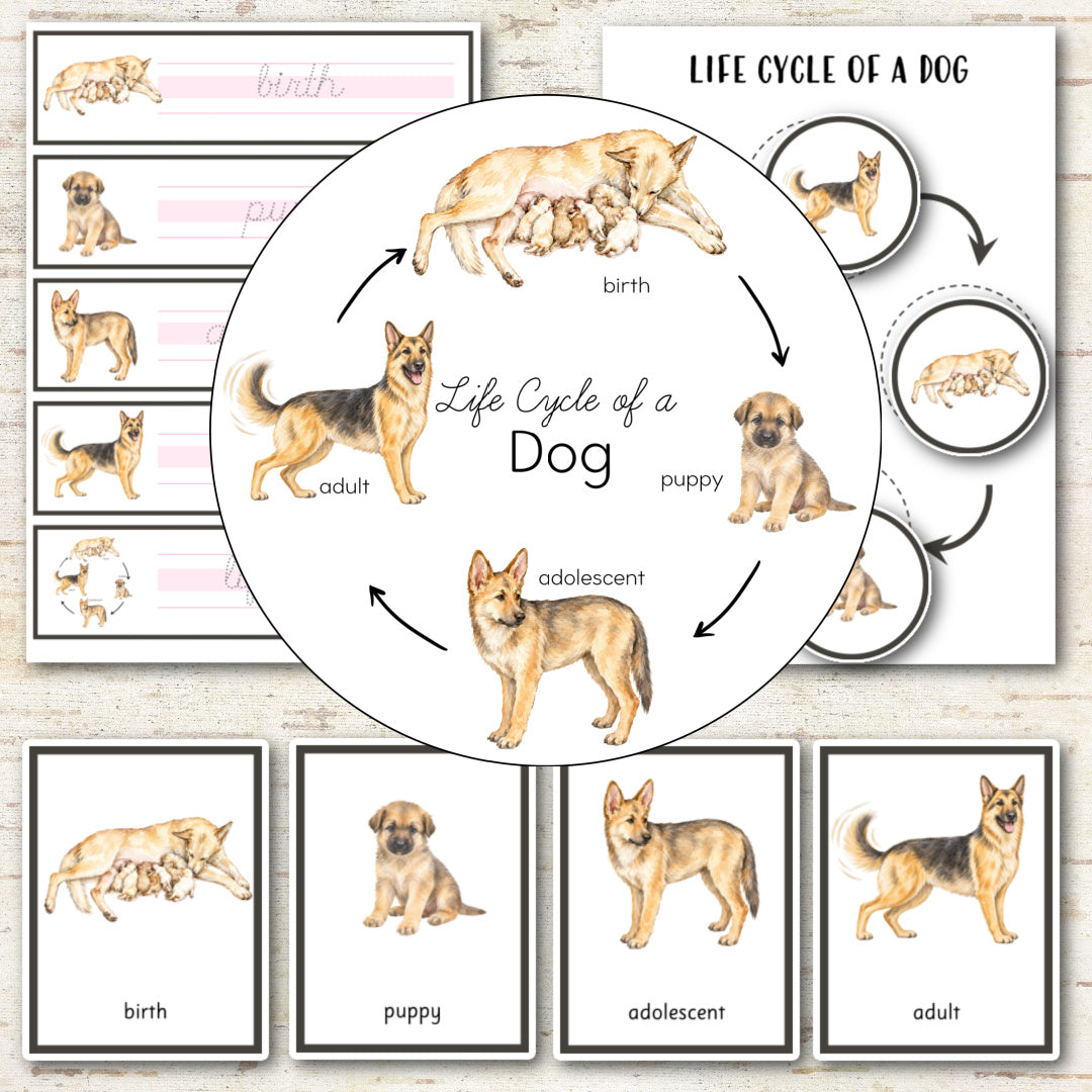 Dog Life Cycle - Montessori Inspired