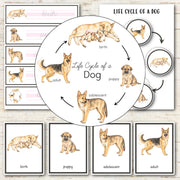 Dog Life Cycle - Montessori Inspired