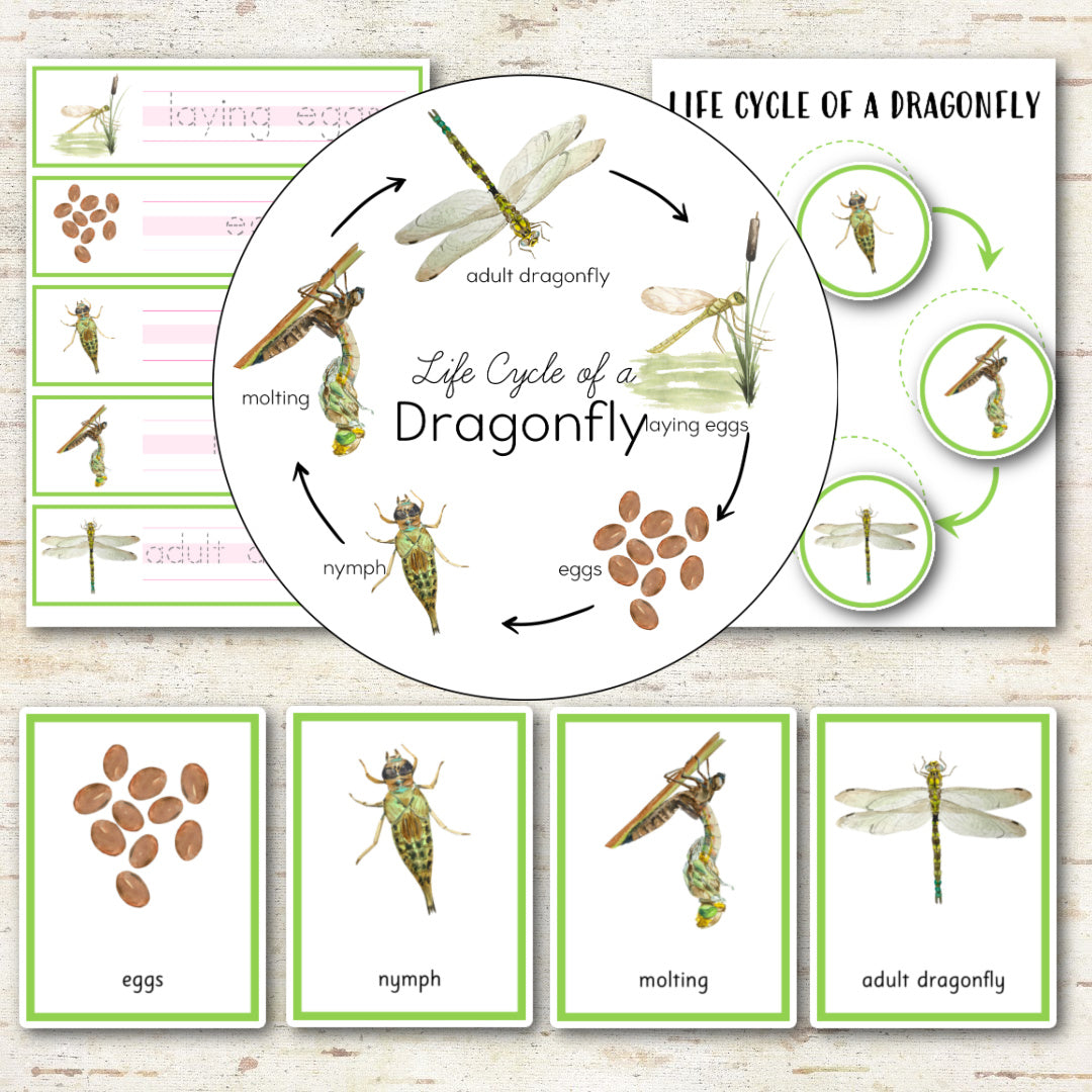 Dragonfly Life Cycle Montessori Inspired