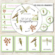 Dragonfly Life Cycle Montessori Inspired