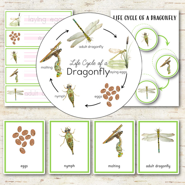 Dragonfly Life Cycle Set - Preschool & Kindergarten