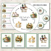 Duck Life Cycle Montessori Inspired