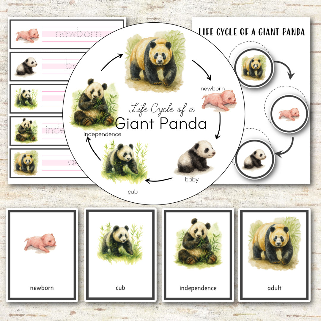 Panda Bear Life Cycle Montessori Inspired