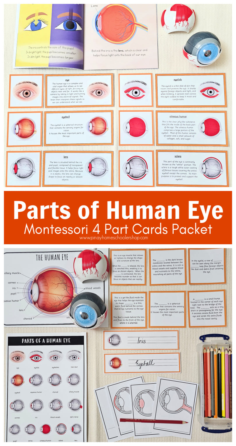 Parts of a Human Eye Montessori 3 Part Cards | 4 Part Cards – Pinay ...