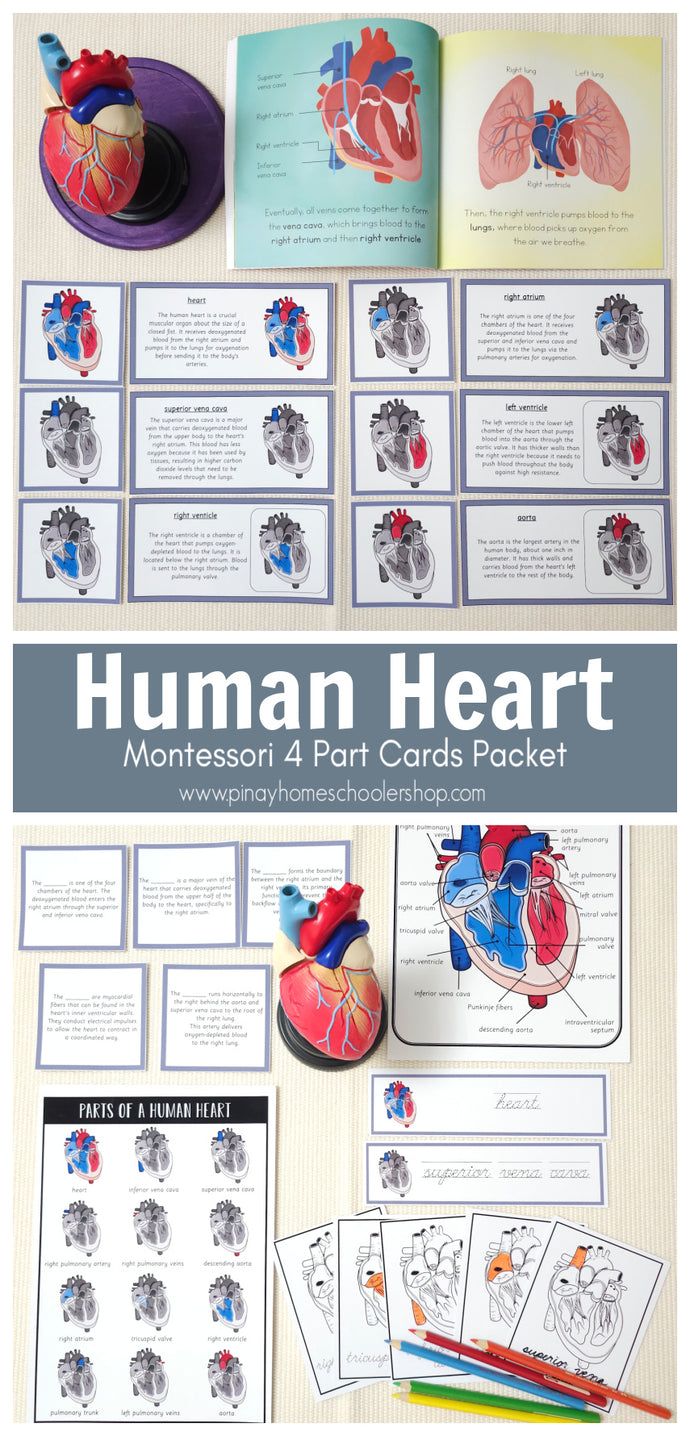 Parts of a Human Heart Learning Pack – Pinay Homeschooler Shop