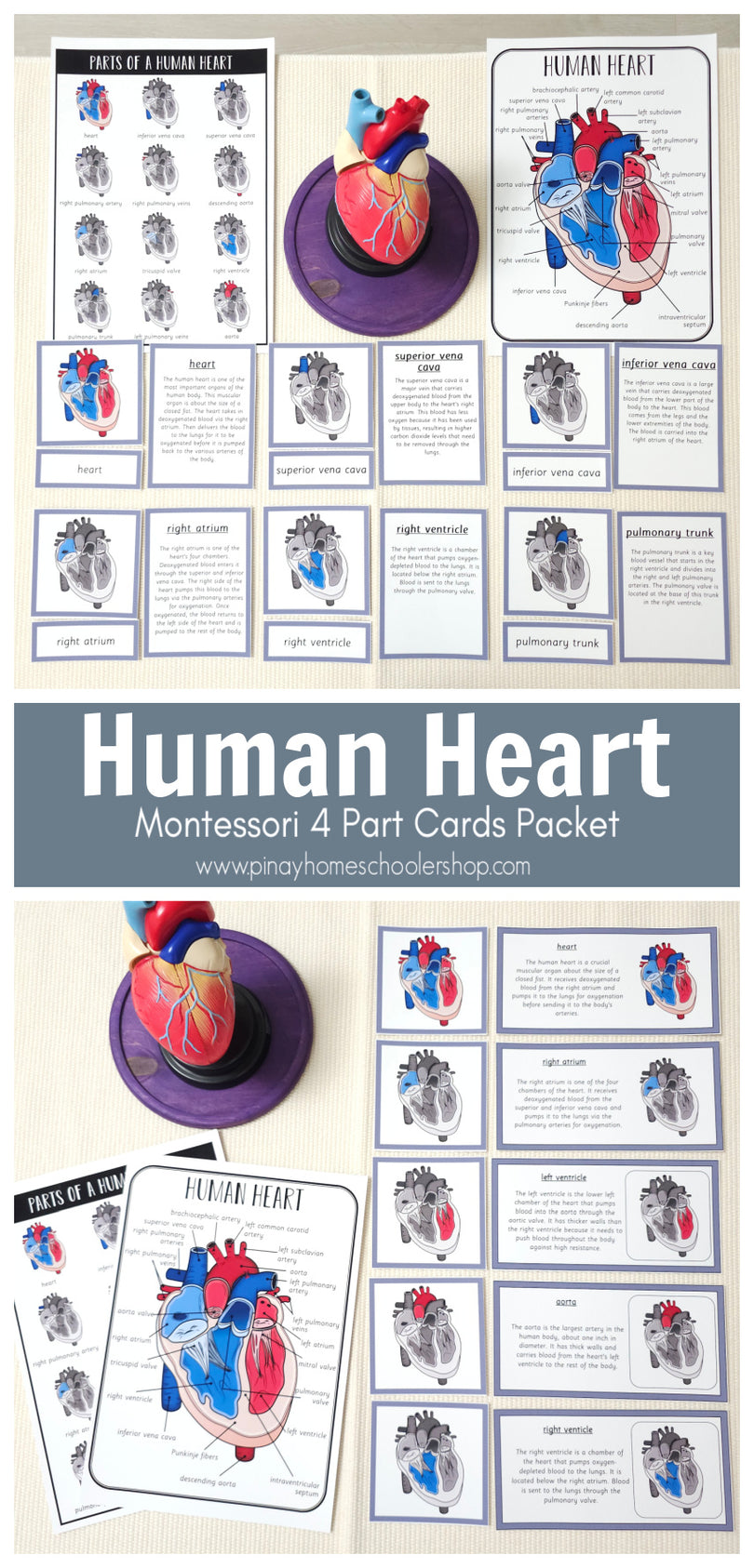 Parts of a Human Heart Learning Pack – Pinay Homeschooler Shop