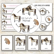 Horse Life Cycle Montessori Inspired