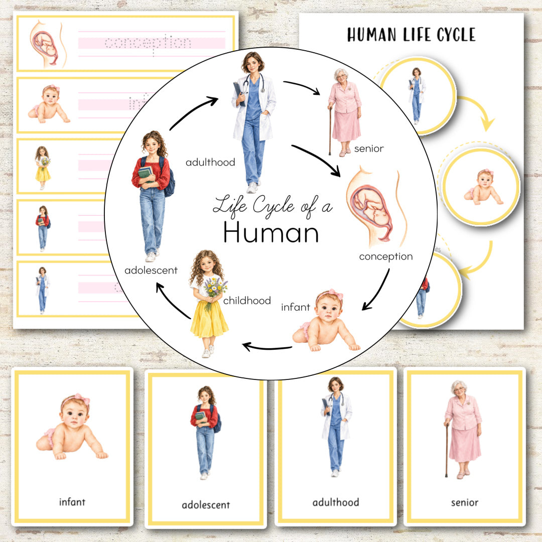 Human Female Life Cycle - Montessori Inspired