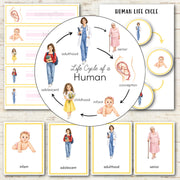 Human Female Life Cycle - Montessori Inspired