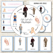 Human Male Life Cycle - Montessori Inspired
