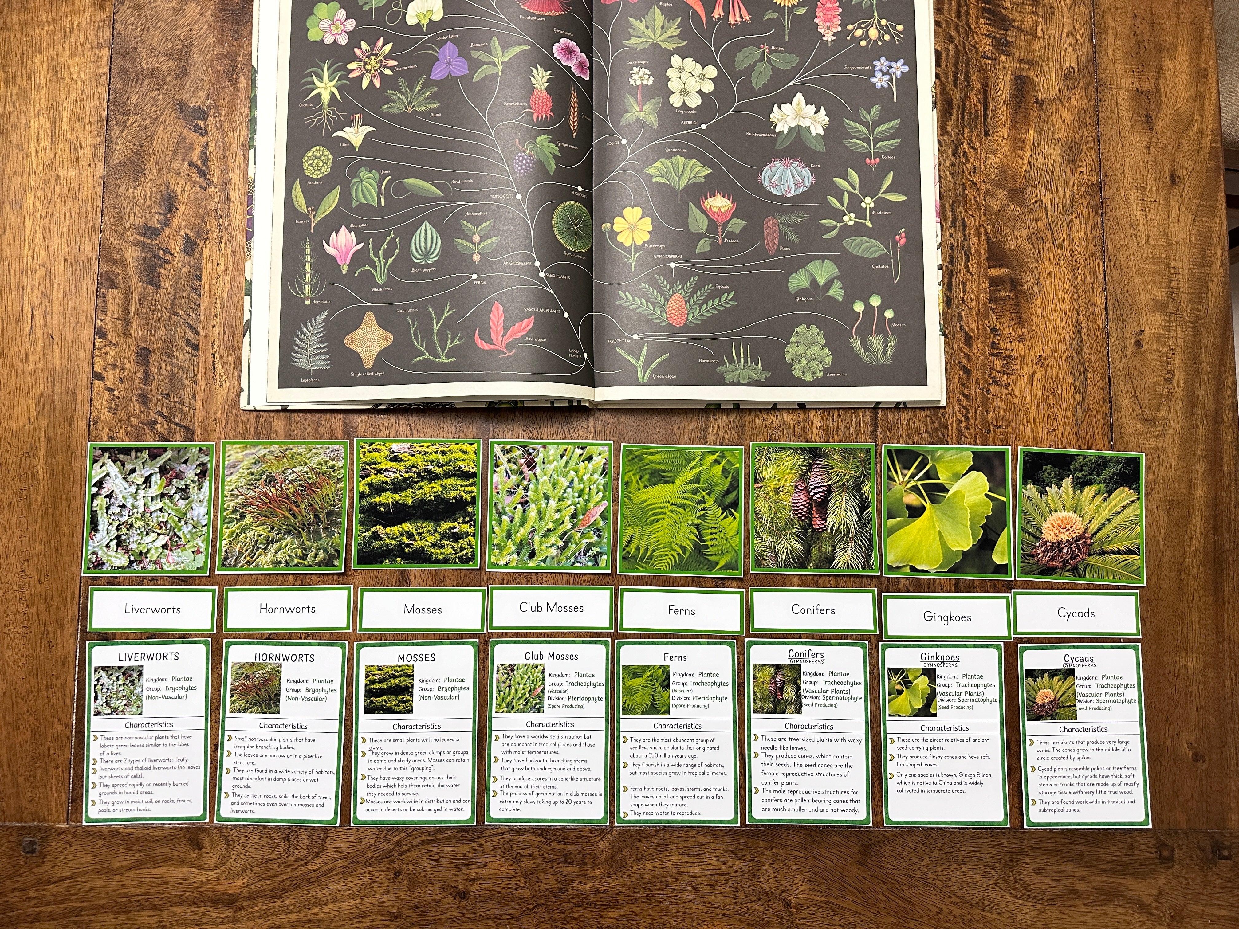 Montessori Plant Kingdom