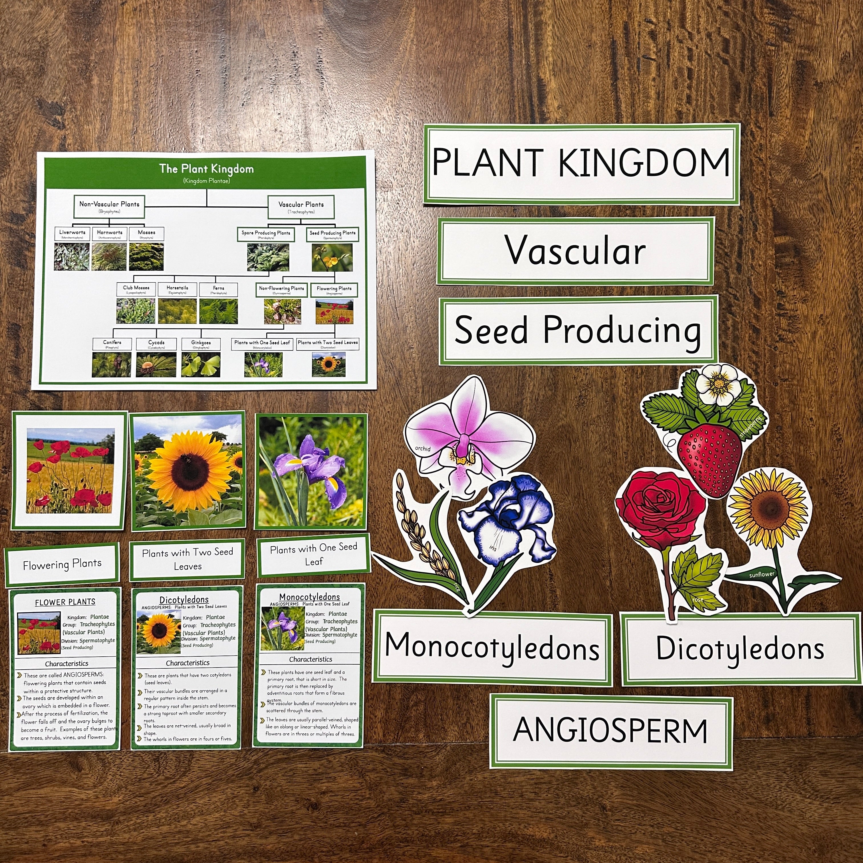 Montessori Plant Kingdom