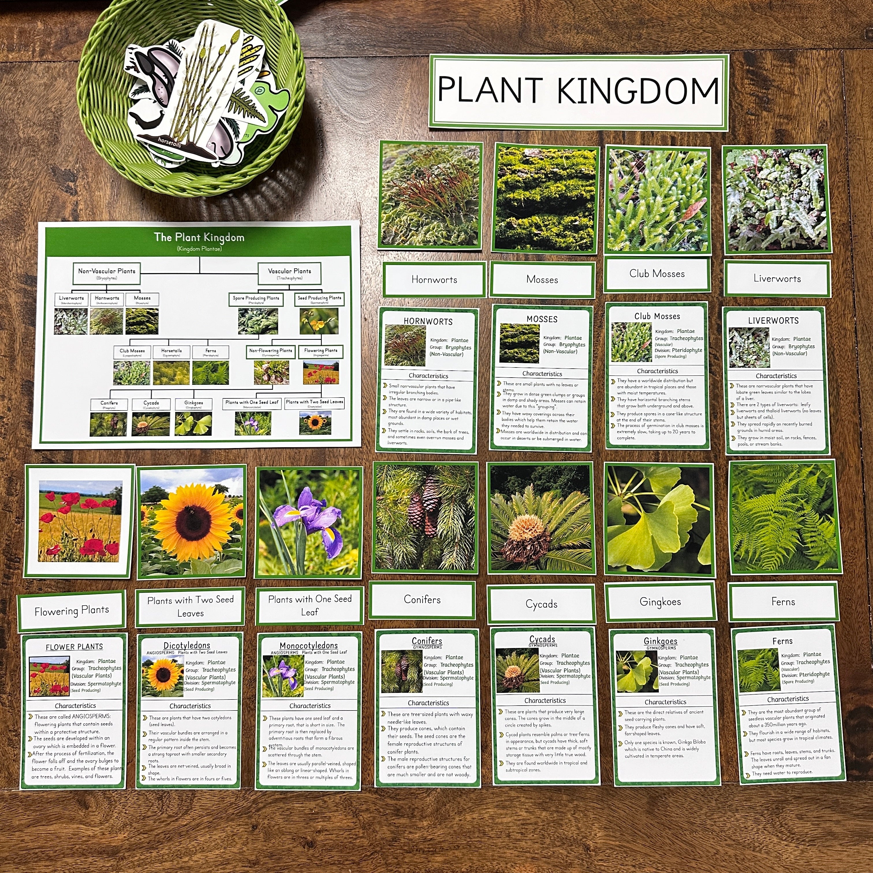 Montessori Plant Kingdom