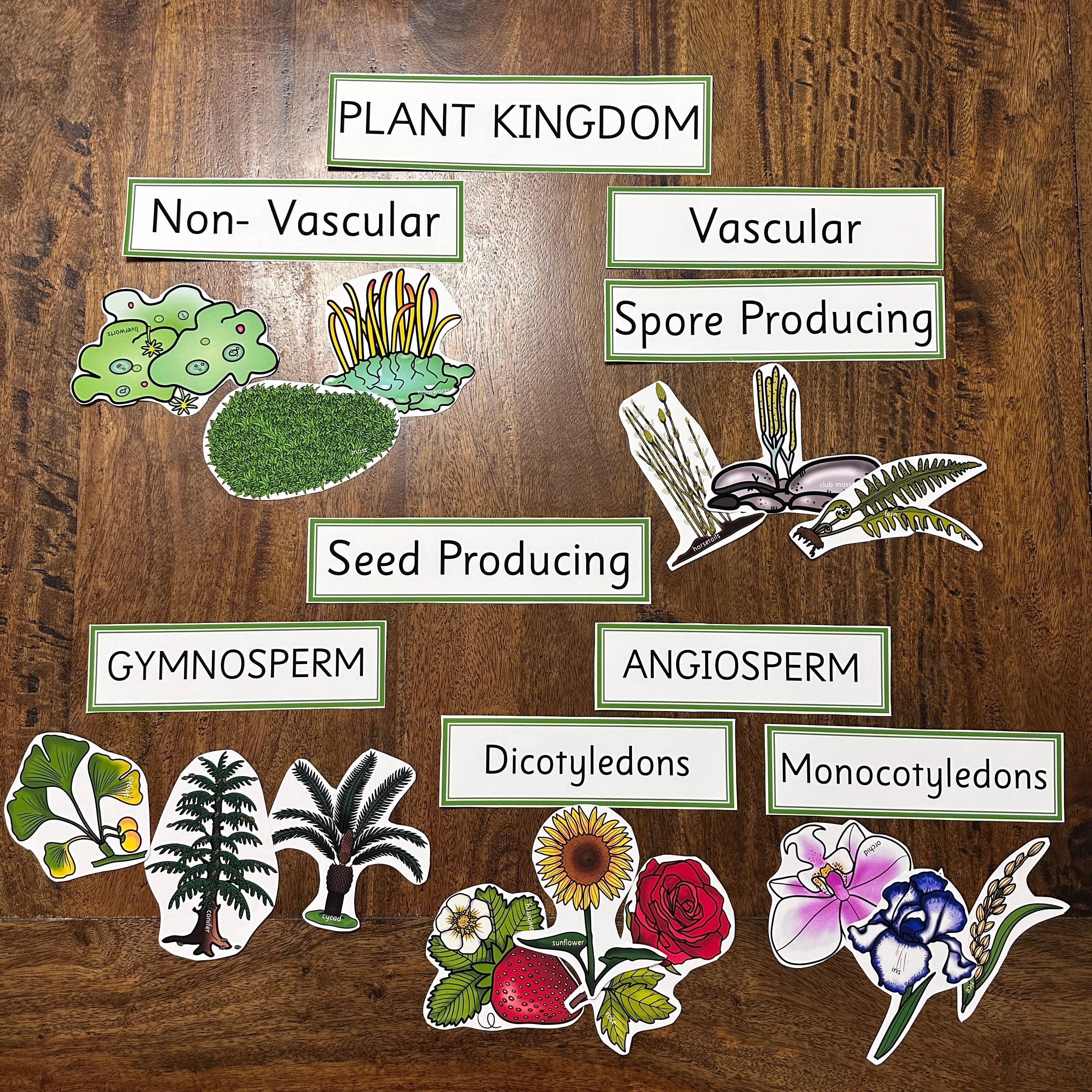 Montessori Plant Kingdom