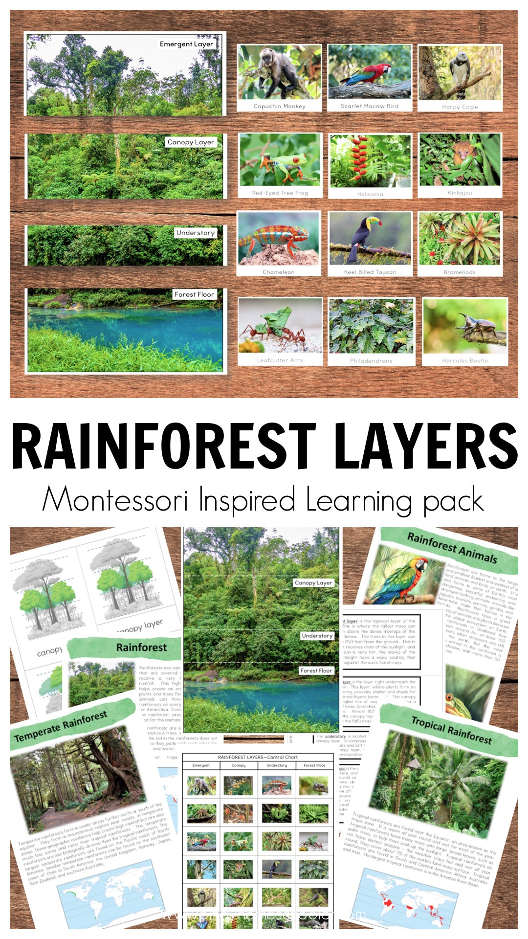 Layers of Rainforest Montessori Inspired