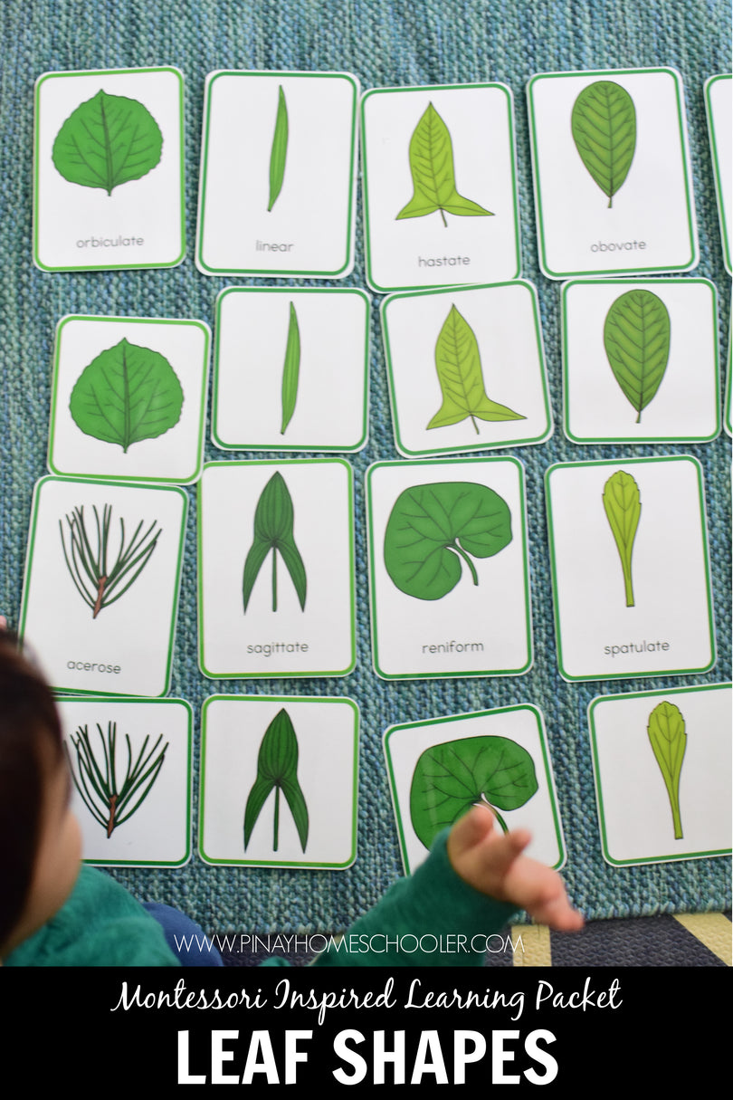 Leaf Shapes Montessori 3 Part Cards – Pinay Homeschooler Shop
