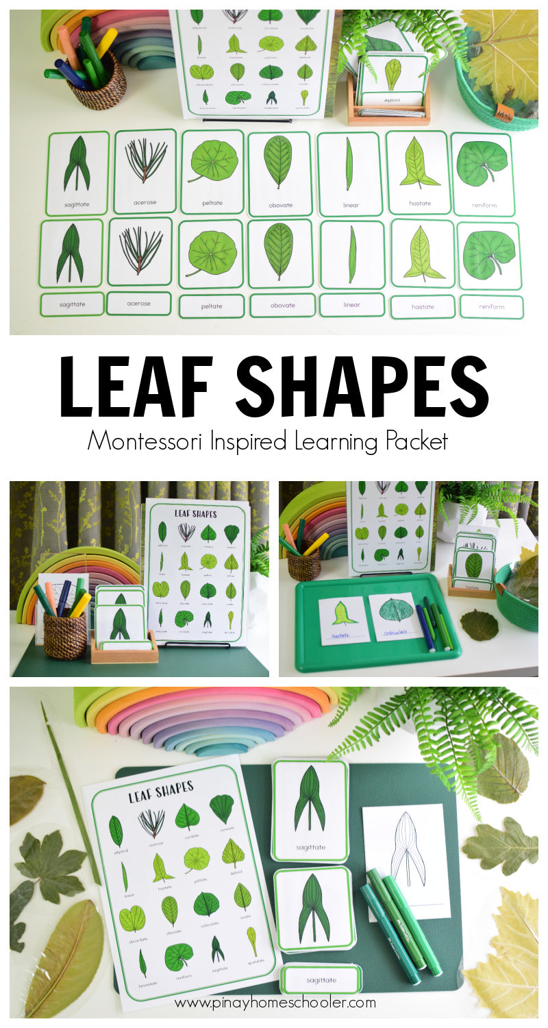 Leaf Shapes Montessori 3 Part Cards
