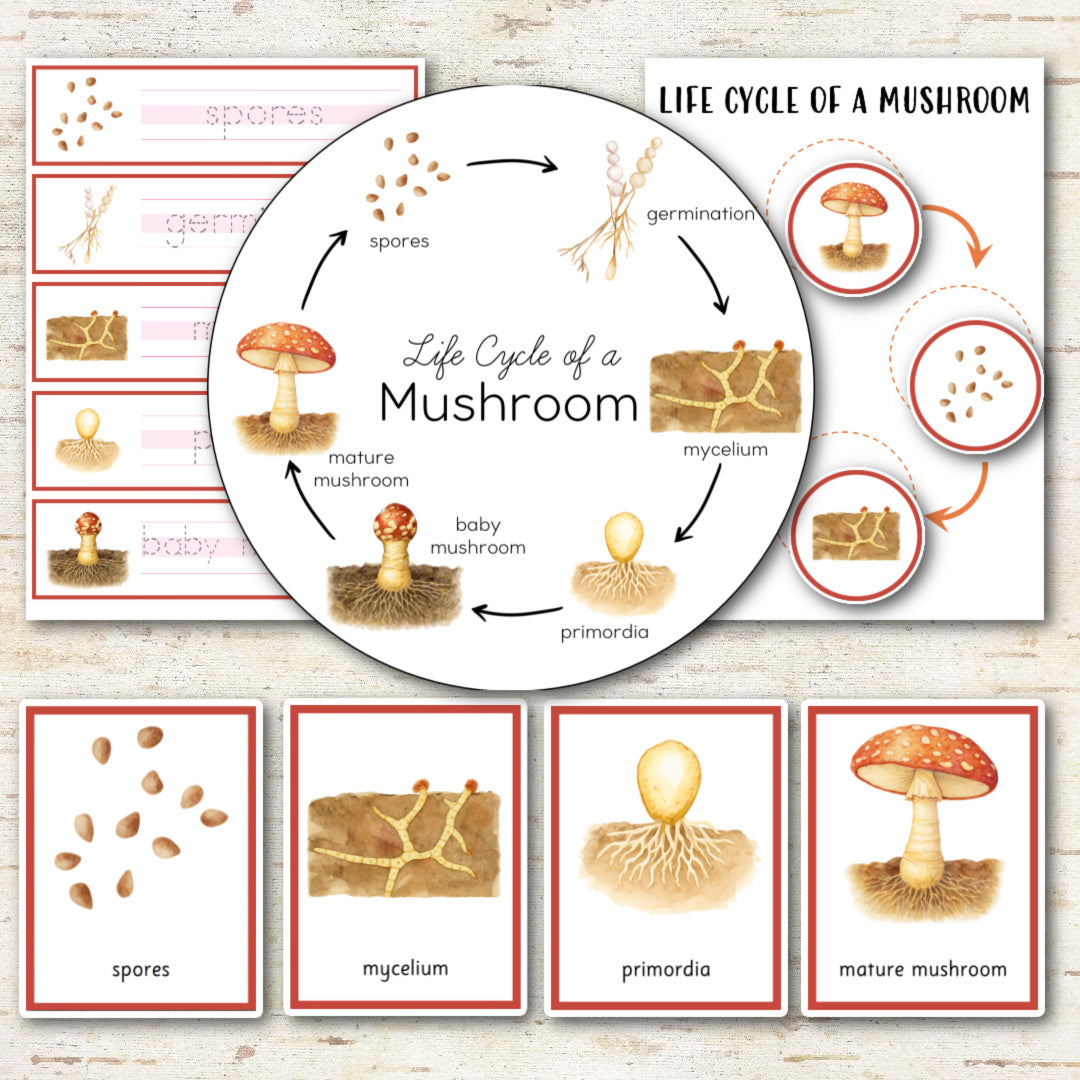 Mushroom Life Cycle Montessori Inspired