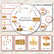 Mushroom Life Cycle Montessori Inspired