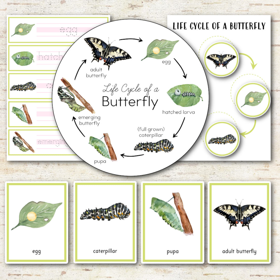 Butterfly Life Cycle Montessori Inspired