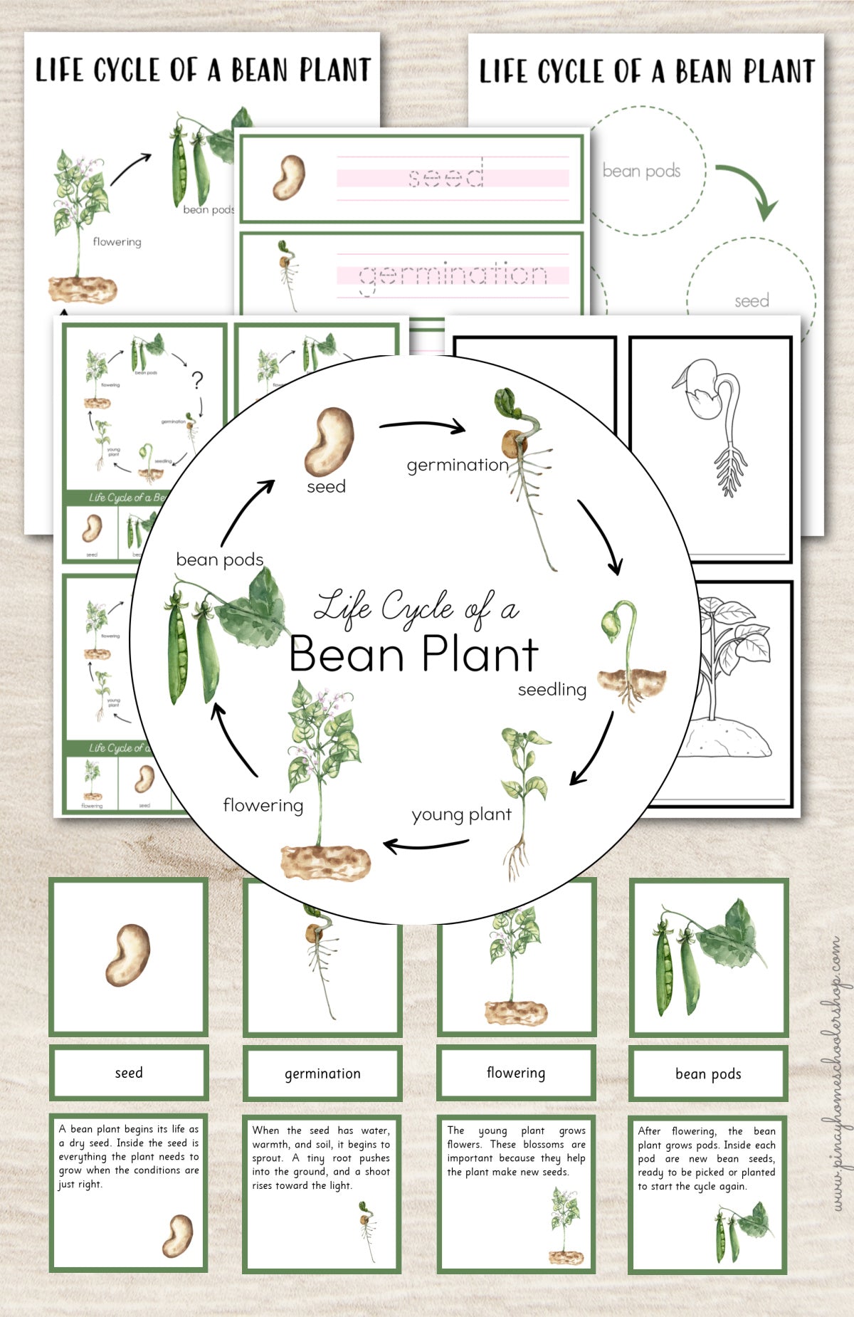 Bean Plant Life Cycle Montessori Inspired