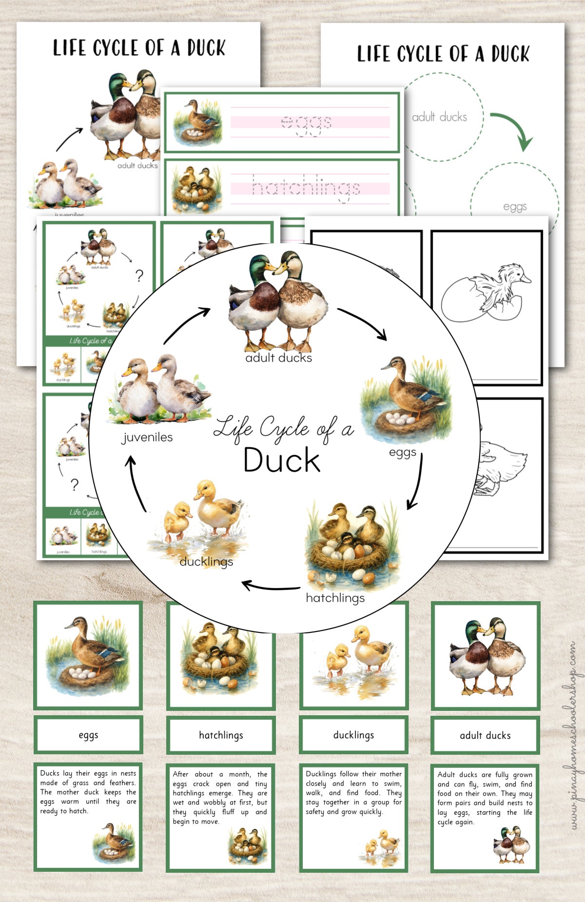 Duck Life Cycle Montessori Inspired