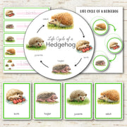 Hedgehog Life Cycle Montessori Inspired