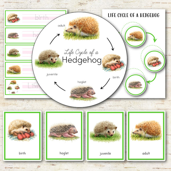 Hedgehog Life Cycle Set - Preschool & Kindergarten Science Centers