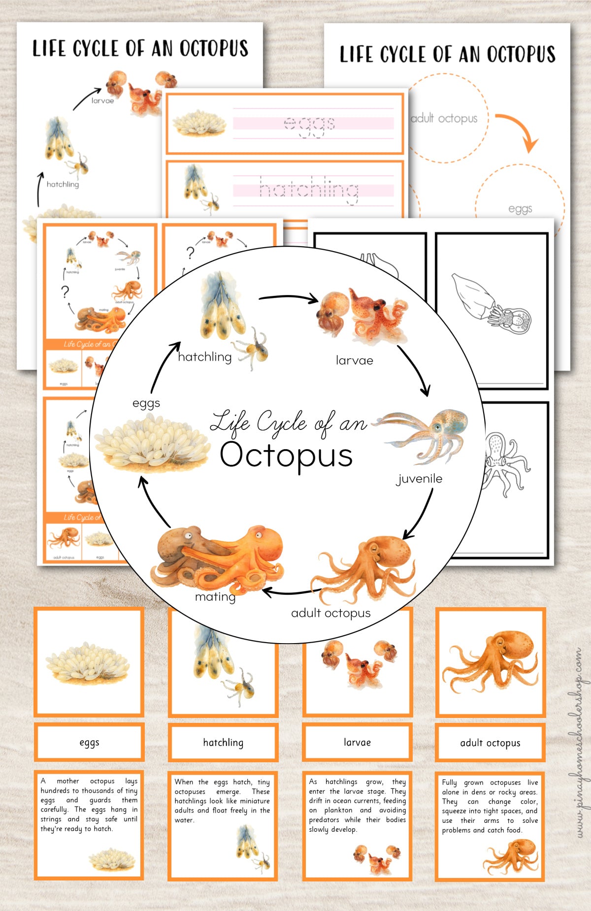 Octopus Life Cycle Montessori Inspired