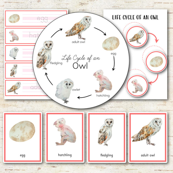 Owl Life Cycle Set - Preschool & Kindergarten