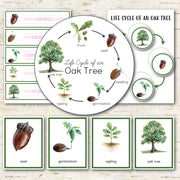 Oak Tree Life Cycle Montessori Inspired