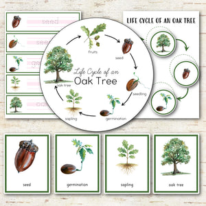 Oak Tree Life Cycle Set - Preschool & Kindergarten