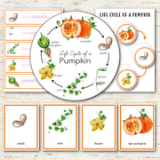 Pumpkin Life Cycle Set - Preschool & Kindergarten