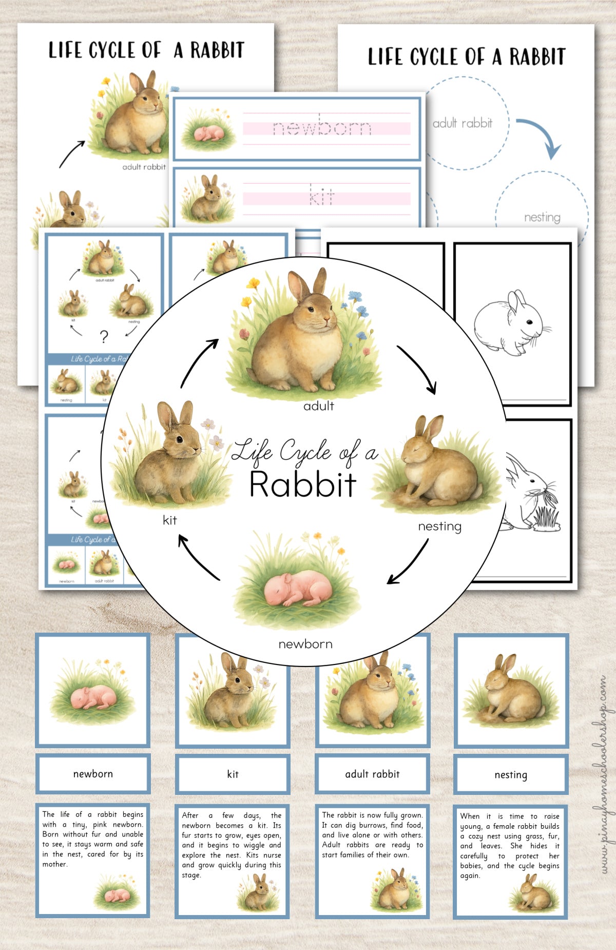 Rabbit Life Cycle Activity Set