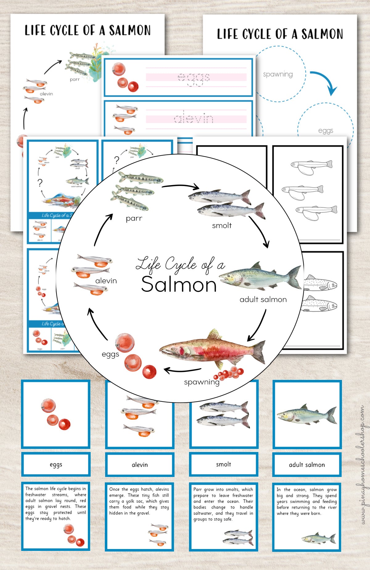 Salmon Life Cycle Activity Set