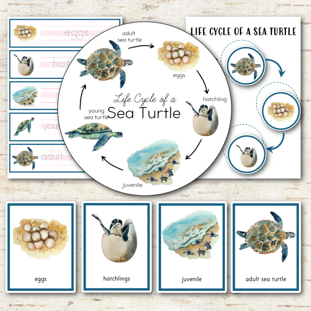 Sea Turtle Life Cycle Montessori Inspired