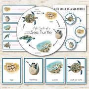 Sea Turtle Life Cycle Montessori Inspired